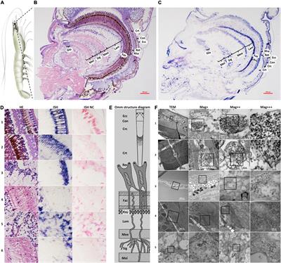 Investigation of Pathogenic Mechanism of Covert Mortality Nodavirus Infection in Penaeus vannamei